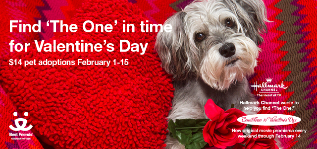 FEB Dog image - Email Banner 640x300