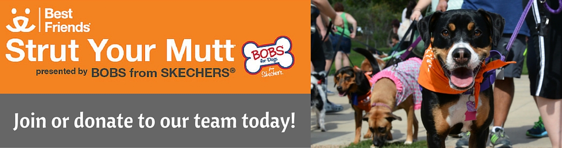 Strut Your Mutt with Duck Team 6!