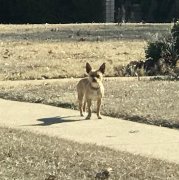 Look Who Got Caught: Richardson Chihuahua